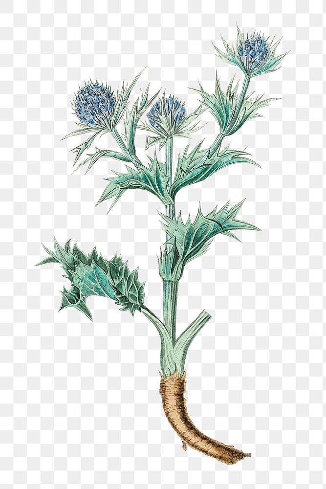 Blue sea holly flowers png antique illustration