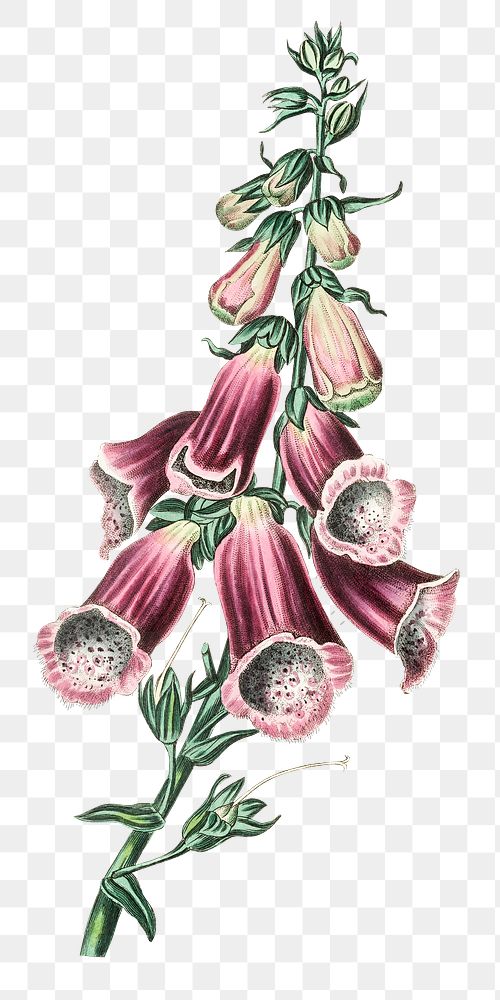 Foxglove pink flowers png antique botanical illustration