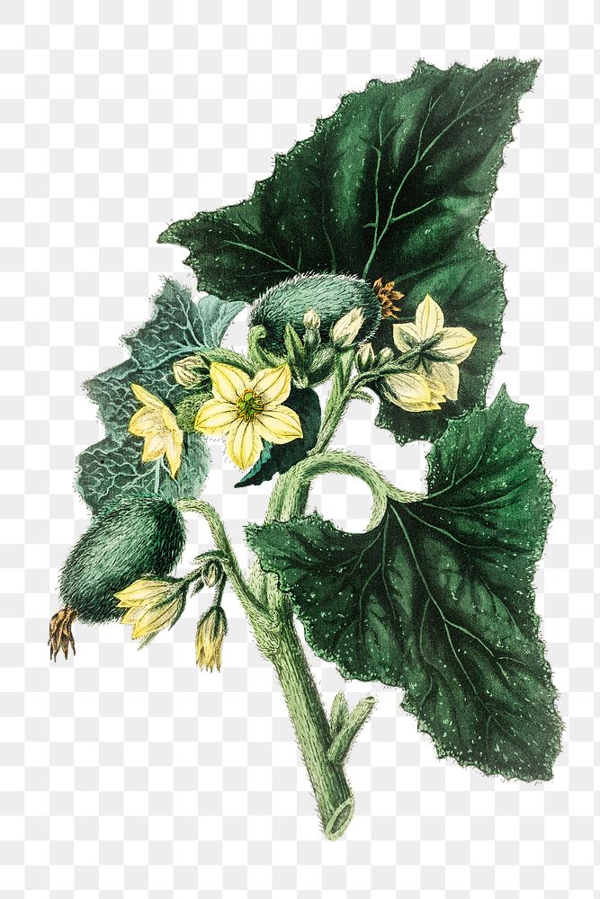 Png yellow Squirting cucumber flowers vintage illustration