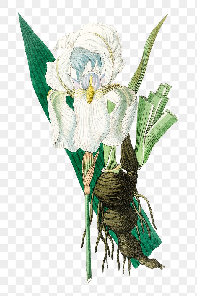 White Iris florentina flowers png antique botany sketch