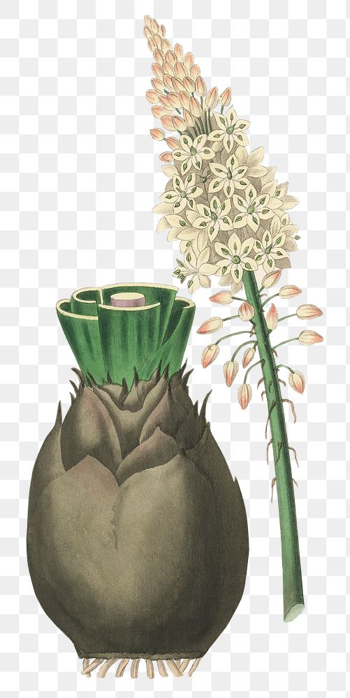 Png white squill flowers with brown bulb antique botanic sketch