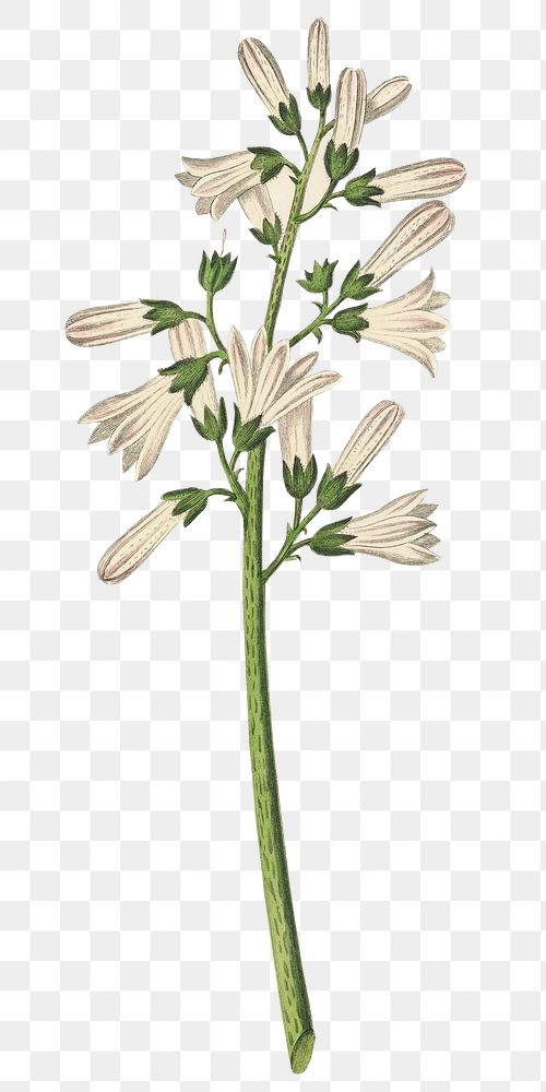 White Angostura flowers png botanical illustration