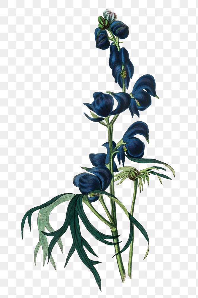 Wolfsbane dark blue flowers vintage illustration