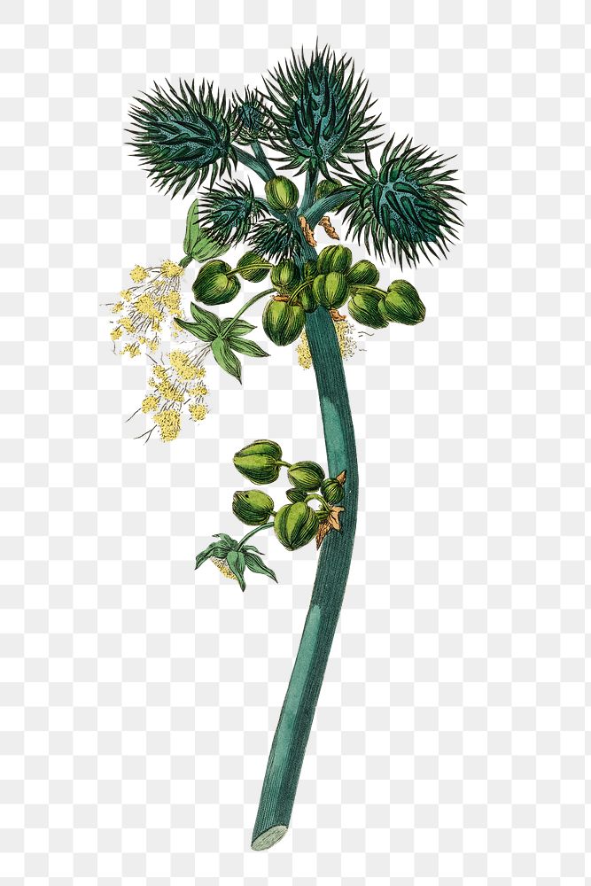 Png yellow flowers castor oil plant botany sketch