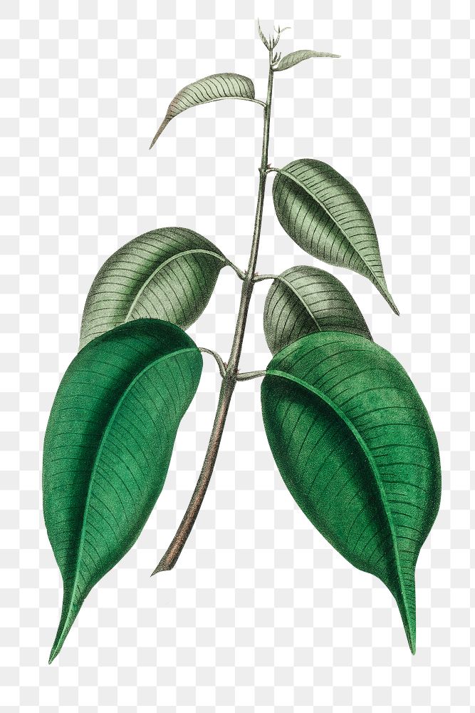Green Borneo camphor leaves png plant vintage illustration