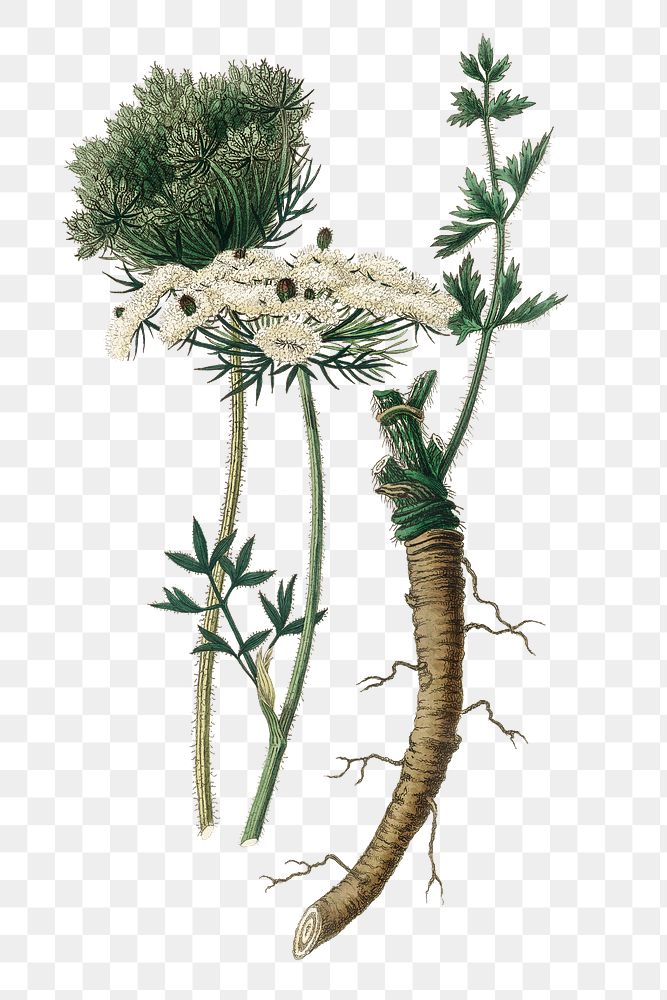 Png white wild carrot flowers with brown roots vintage illustration