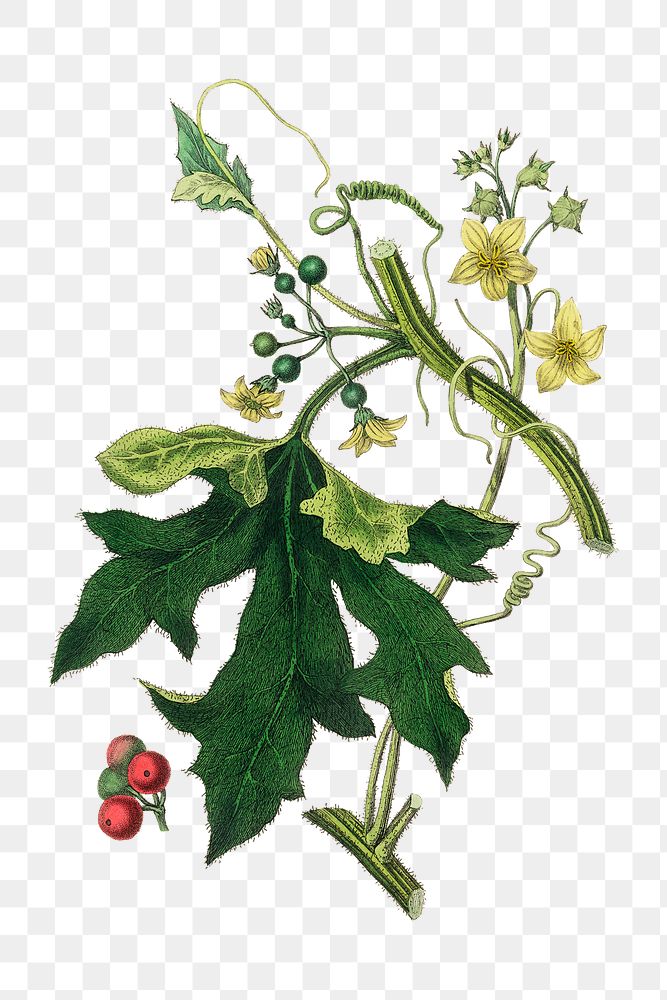 English mandrake yellow flowers and red bryony png illustration