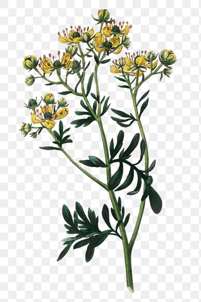Yellow rue flowers with branch png illustration