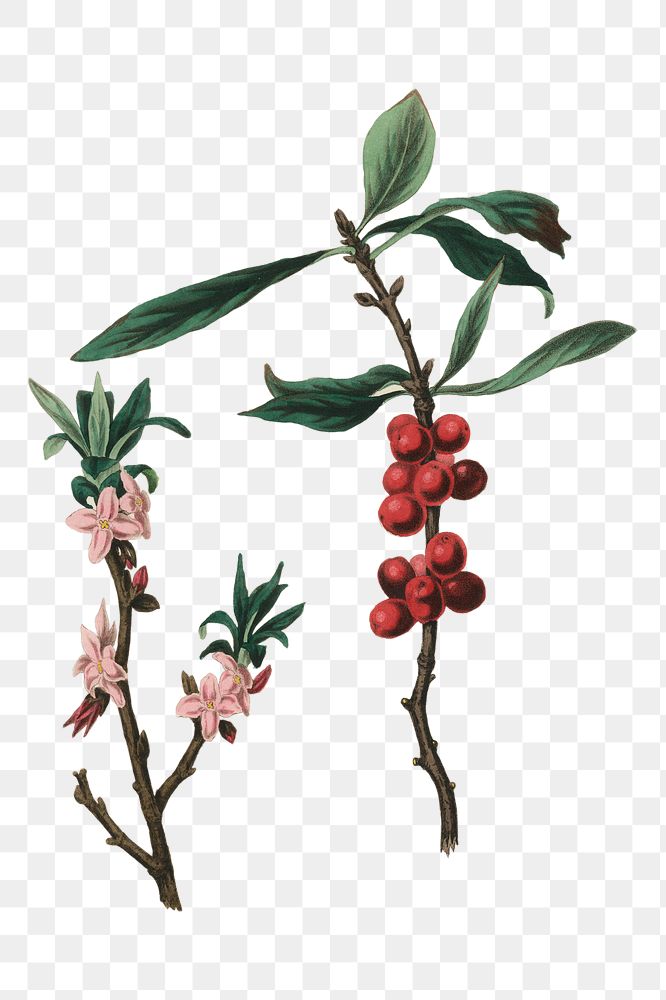 Red and pink february daphne png antique illustration