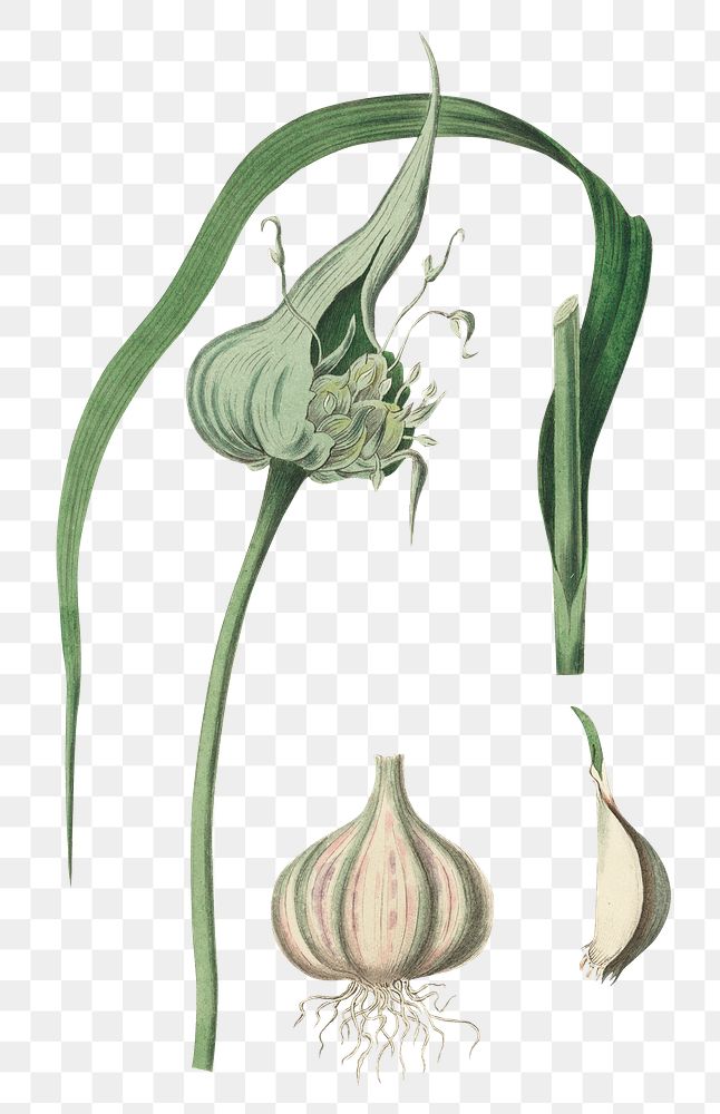White garlic and green leek png botany sketch