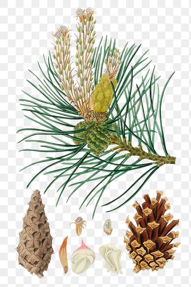Png brown scots pine cones green plant illustration