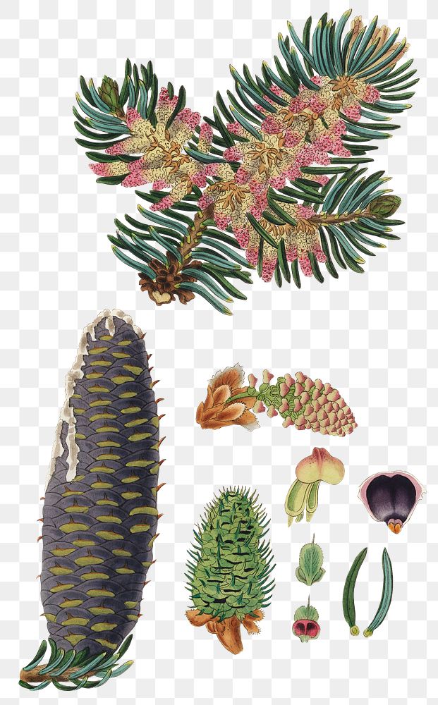 Colorful balsam fir with pine cones png vintage plant illustration