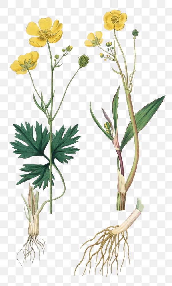 Yellow spearwort flowers png vintage botany