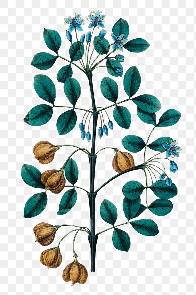Png blue flowers guaiacwood with dark green leaves botanical sketch