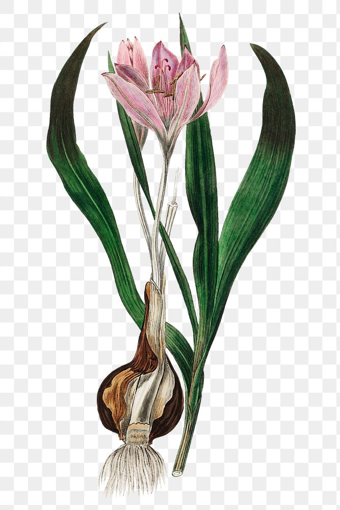 Png pink autumn crocus with brown bulb antique illustration