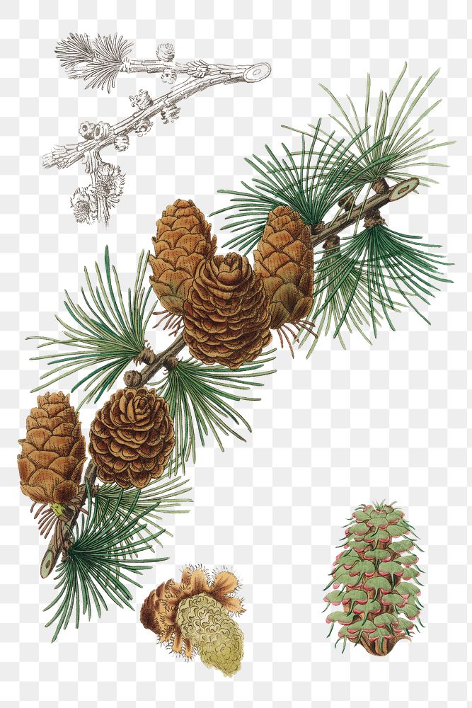 Brown pine cone png vintage illustration 