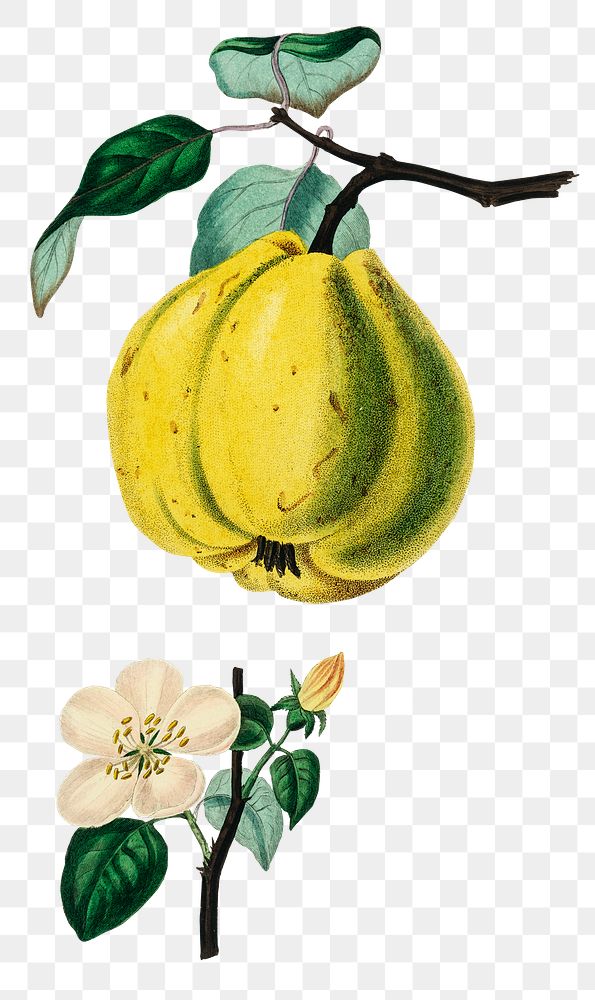 Yellow quince fruit png with white flower sketch