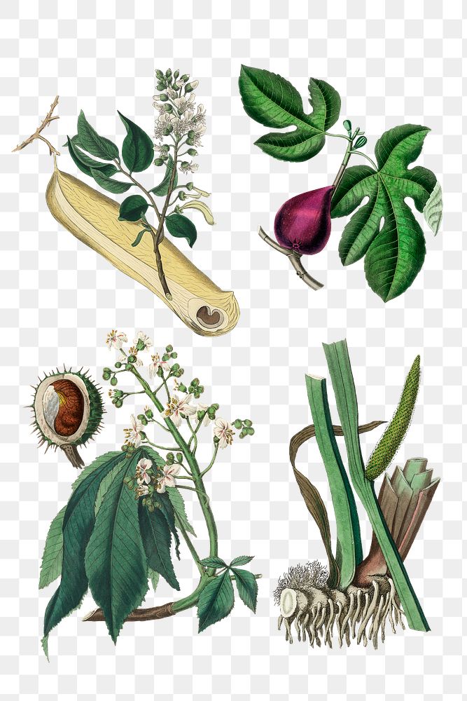 Png collection of various medicinal plant vintage illustration