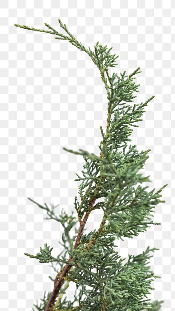 Evergreen spruce twig transparent png