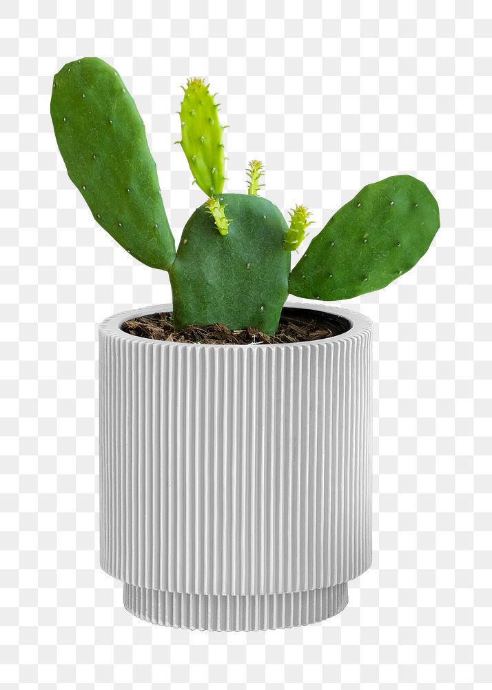 Potted prickly pear cactus mockup