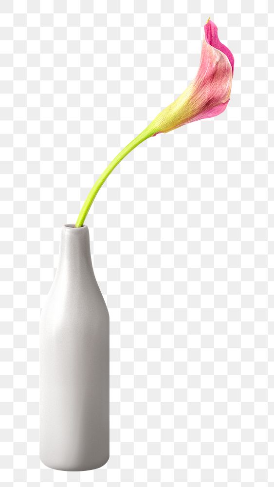 Pink calla lily flower in a white vase mockup