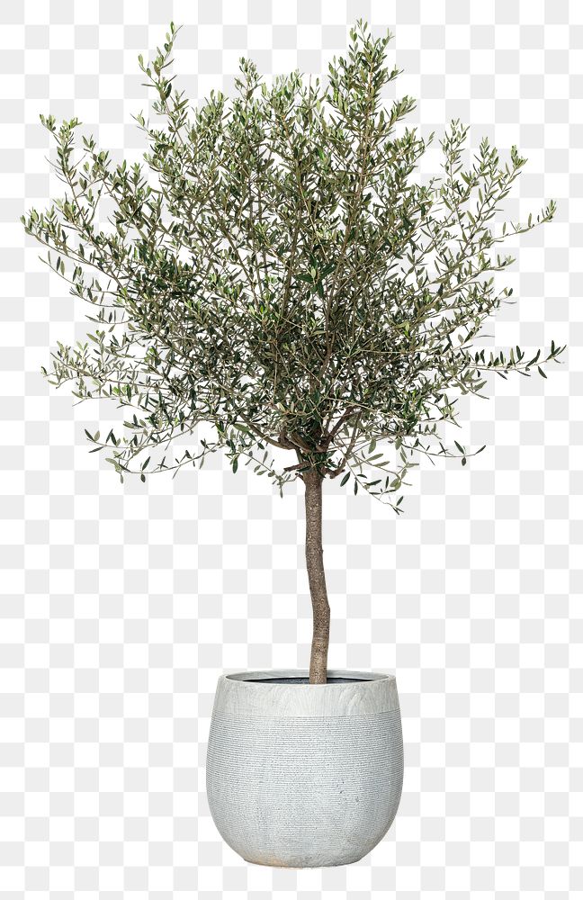 Olive tree png mockup house plant in a pot