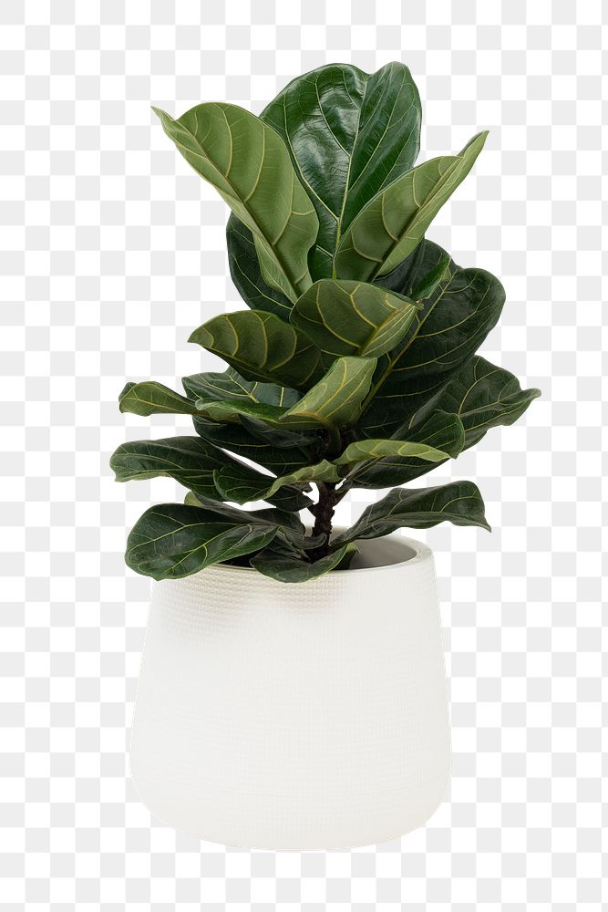 Fiddle leaf fig png mockup house plant in a pot