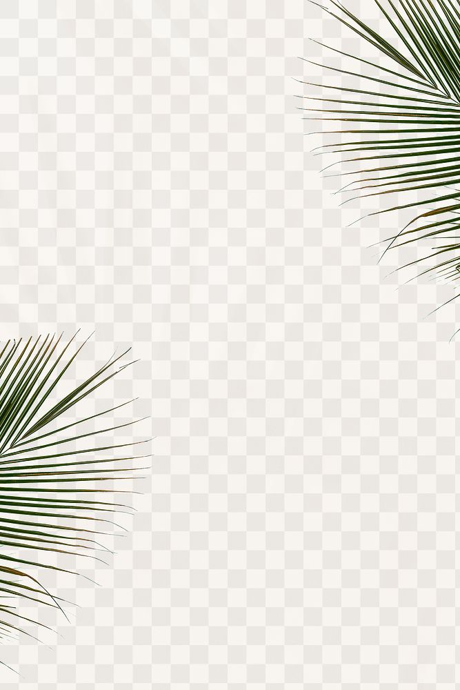 Fresh palm leaves background png