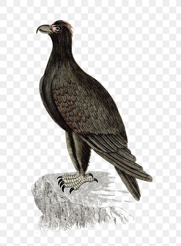 PNG Drawing of a mountain eagle, transparent background