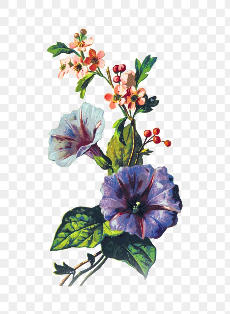 PNG Drawing of mayflowers, transparent background