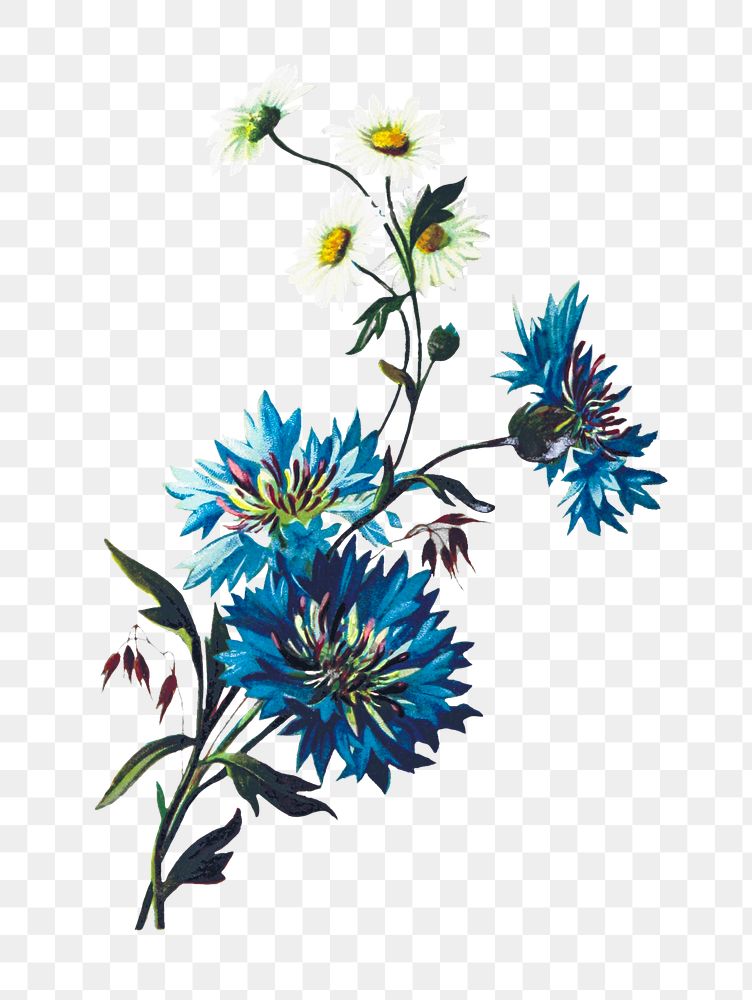 PNG Drawing of blue daisy cornflower, transparent background