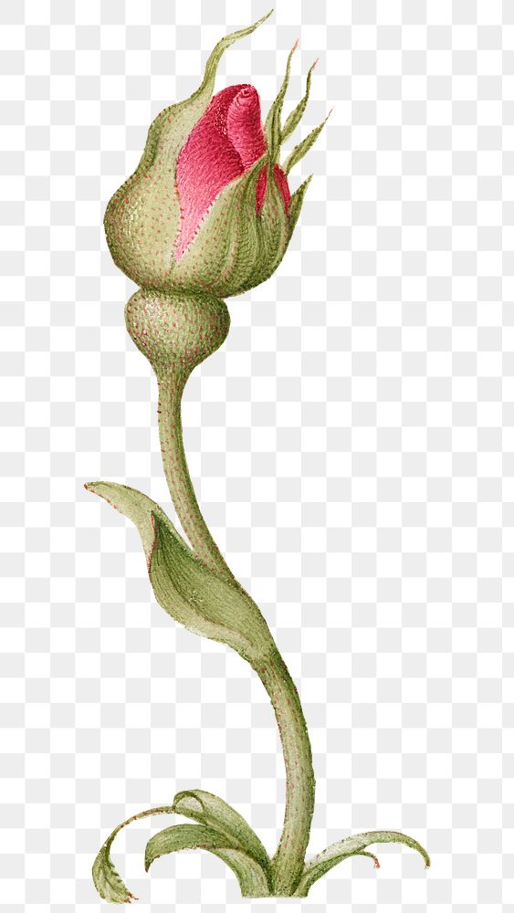 Red rose flower bud png hand drawn