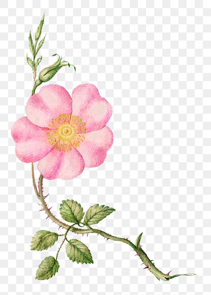 Blooming eglantine pink flower png hand drawn