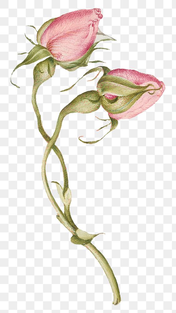 Spring flower French rose png illustration