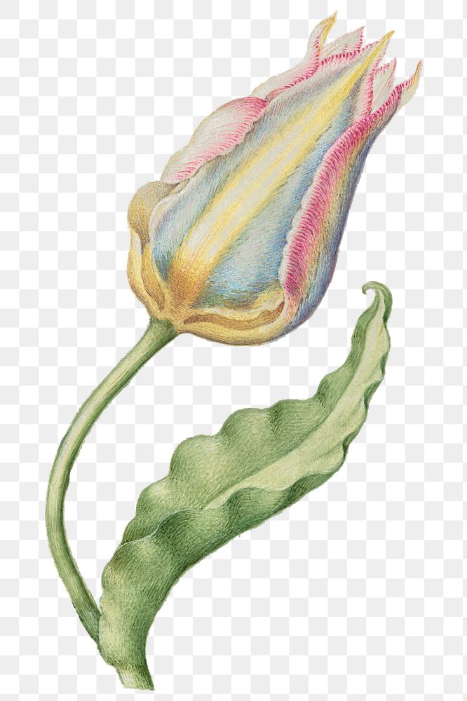 Tulip png spring flower botanical vintage illustration