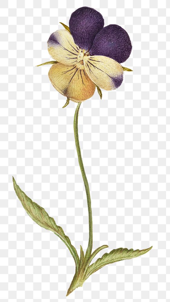 Wild pansy flower png element hand drawn