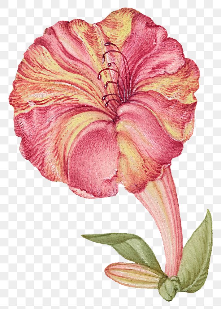 Hand drawn marvel of Peru png floral illustration