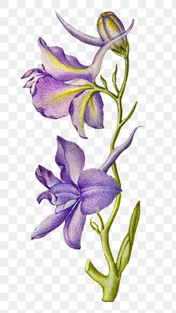 Larkspur flower png botanical illustration