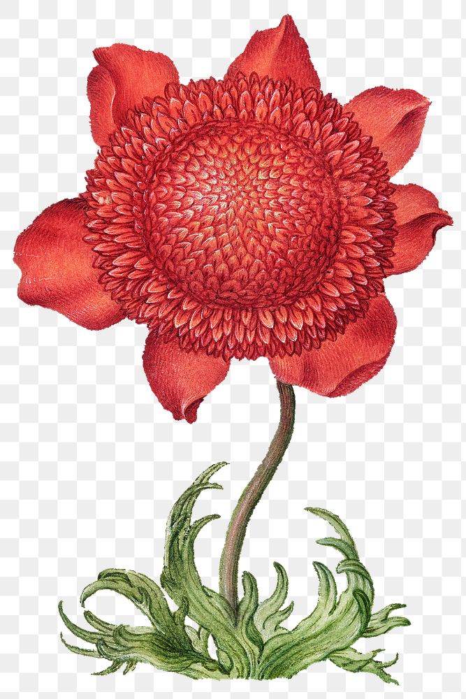 Red poppy anemone blossom png illustration hand drawn