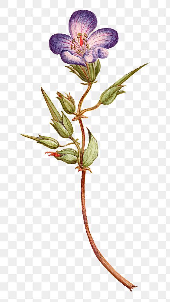 Wild geranium flower png botanical illustration