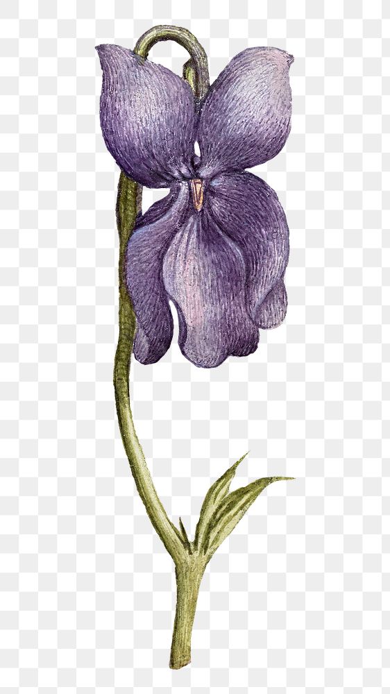 Vintage sweet violet flower png illustration floral drawing