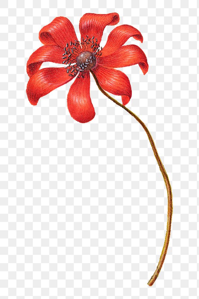Vintage Poppy Anemone flower png illustration floral drawing