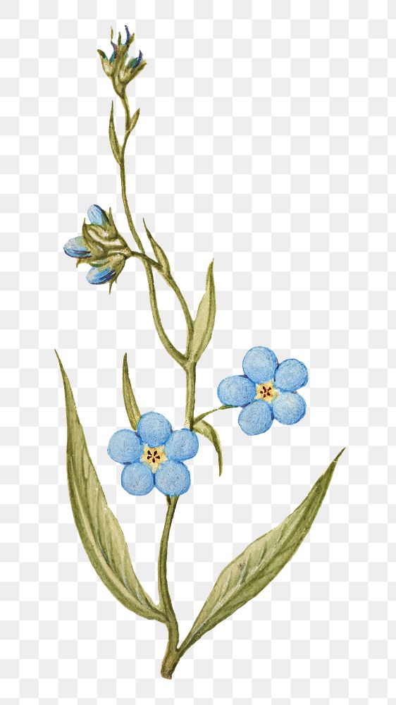 Forget me not flower png element