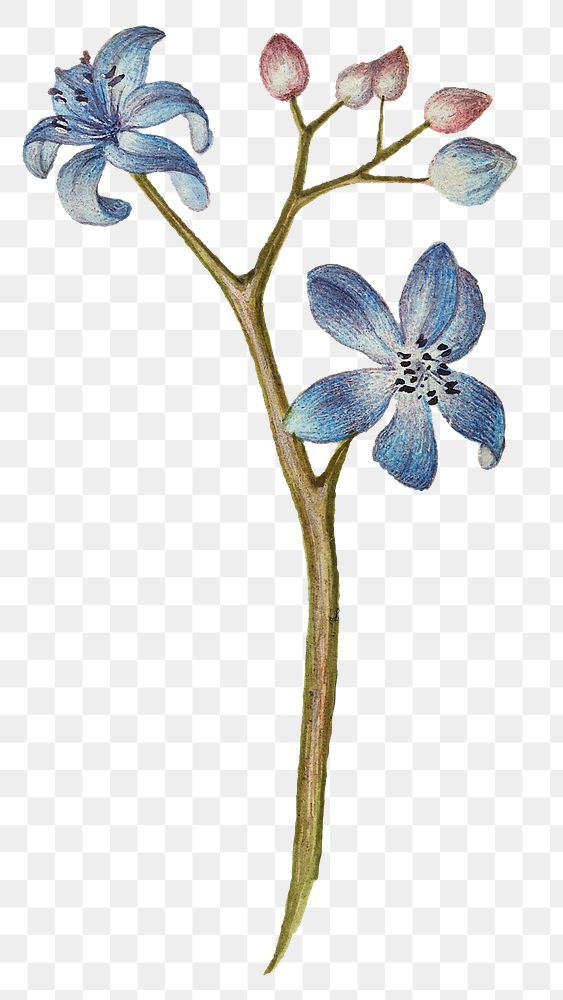 Forget-me-not flower png hand drawn