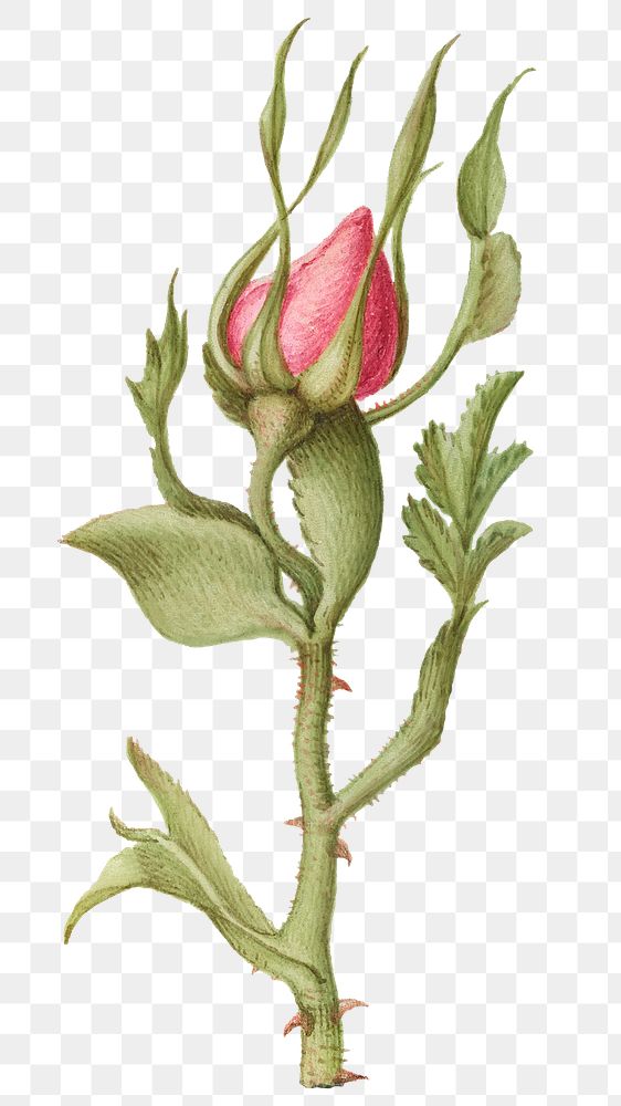 Pink rose flower png botanical illustration