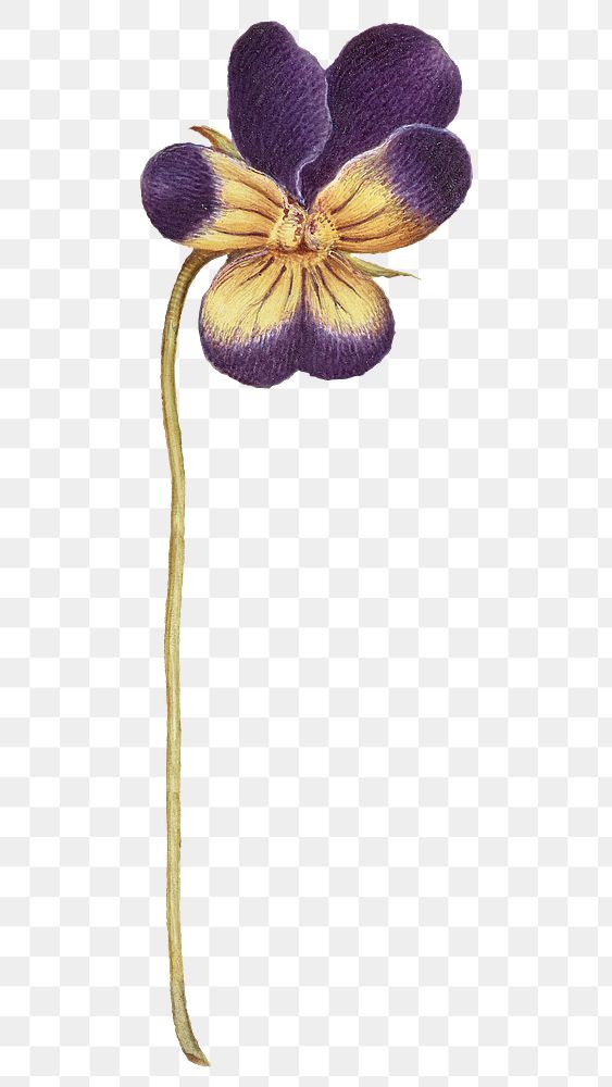 Png wild pansy flower element hand drawn