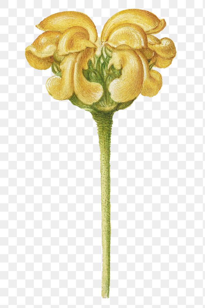Yellow Jerusalem sage flower png botanical illustration