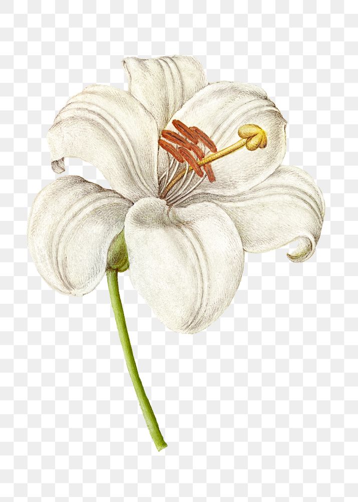 Vintage white lily blooming illustration png sticker