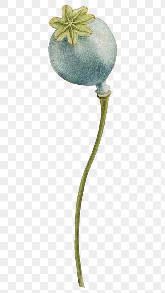 Opium poppy flower png botanical illustration