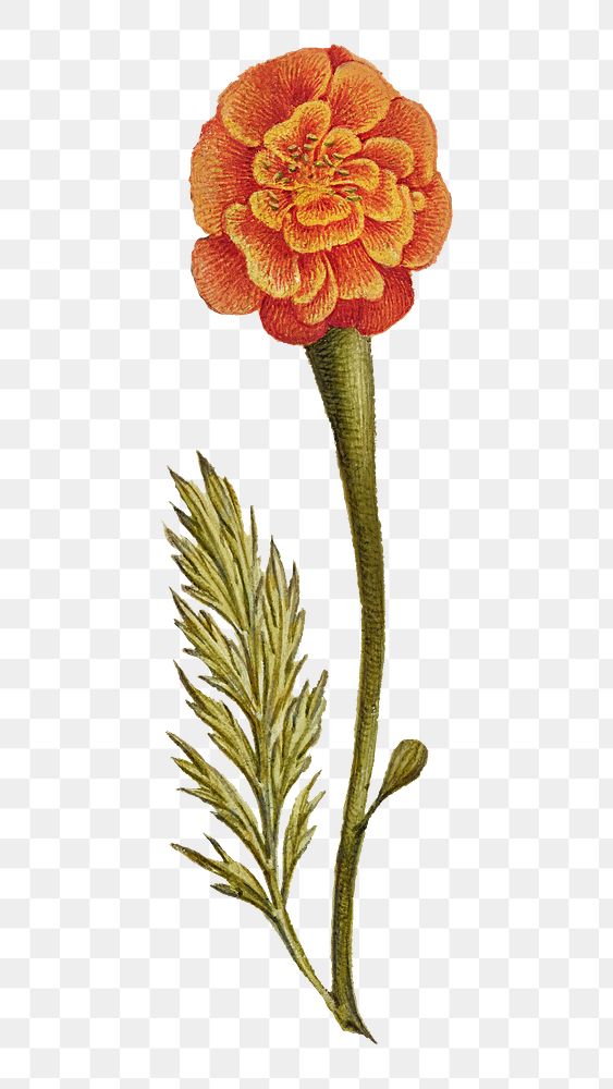 Orange marigold flower png botanical illustration